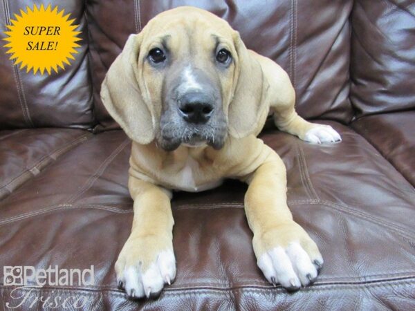 Great Dane DOG Male Fawn & White 27133 Petland Frisco, Texas