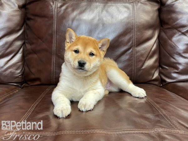 Shiba Inu-DOG-Male-Sesame & White-27181-Petland Frisco & Mckinney, Texas