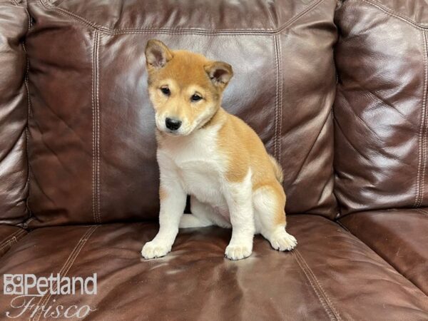 Shiba Inu-DOG-Female-Sesame & White-27182-Petland Frisco & Mckinney, Texas