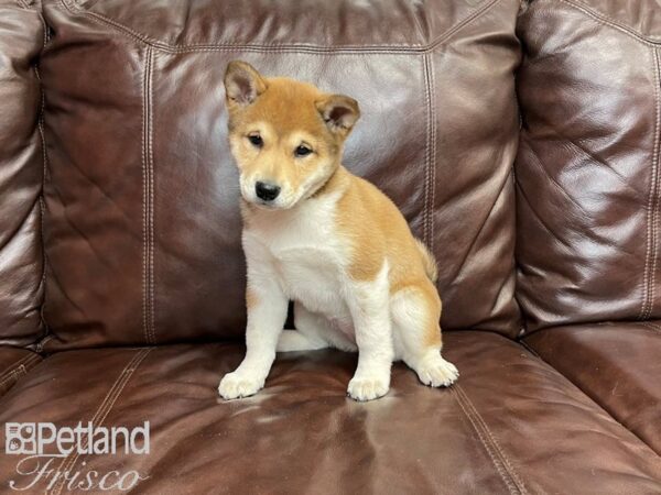 Shiba Inu-DOG-Female-Sesame & White-27182-Petland Frisco, Texas