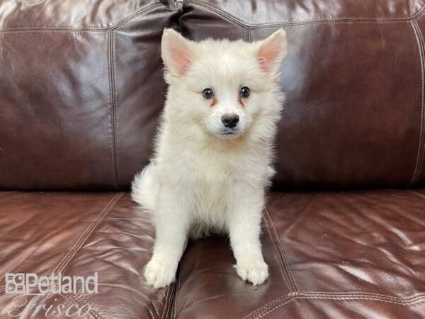 American Eskimo-DOG-Male-White-27184-Petland Frisco, Texas