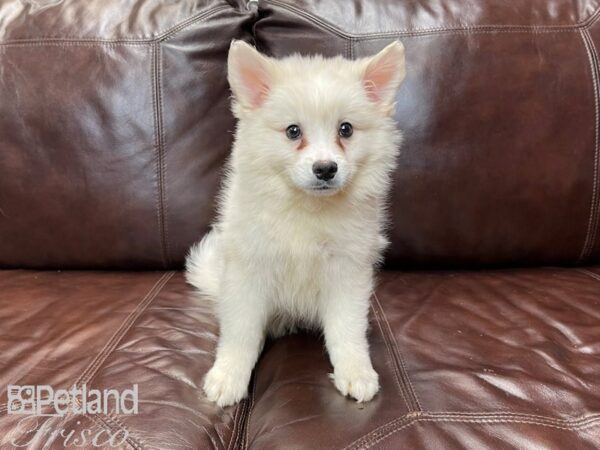 American Eskimo DOG Male White 27184 Petland Frisco, Texas