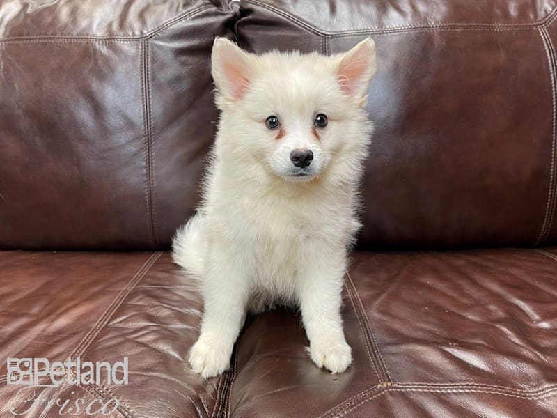 American Eskimo-DOG-Male-White-2965487-Petland Frisco, Texas
