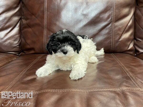 Teddy Poo Bear (Teddy Bear (Shih Tzu/Bichon) / Poo-DOG-Female-Black & White-27185-Petland Frisco & Mckinney, Texas