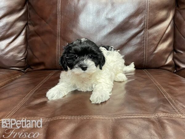 Teddy Poo Bear (Teddy Bear (Shih Tzu/Bichon) / Poo-DOG-Female-Black & White-27185-Petland Frisco, Texas