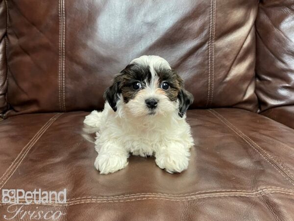 Teddy Poo Bear (Teddy Bear (Shih Tzu/Bichon) / Poo DOG Female Black & White 27186 Petland Frisco, Texas