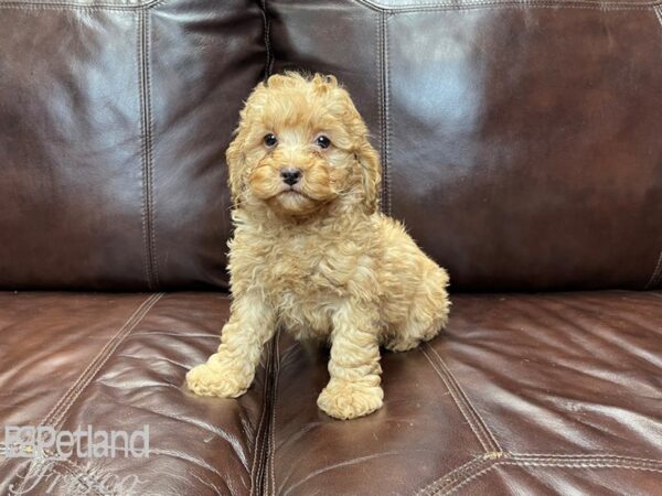 Cockapoo DOG Male Red 27187 Petland Frisco, Texas