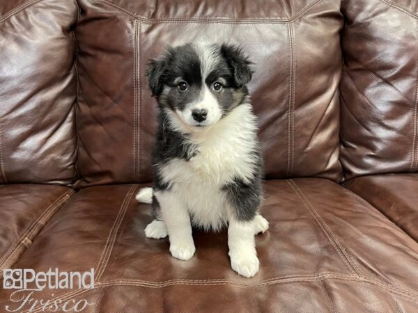 Aussie Mo DOG Female Black & White 27188 Petland Frisco, Texas