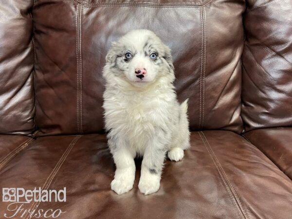 Aussie Mo DOG Male Blue Merle 27189 Petland Frisco, Texas