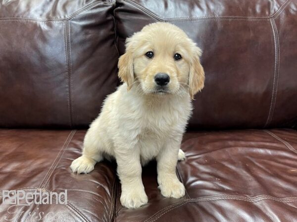 Golden Retriever-DOG-Female-Gold-27191-Petland Frisco & Mckinney, Texas