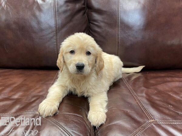 Golden Retriever-DOG-Female-Gold-27192-Petland Frisco & Mckinney, Texas