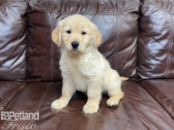 Golden Retriever-DOG-Male-Gold-27193-Petland Frisco & Mckinney, Texas