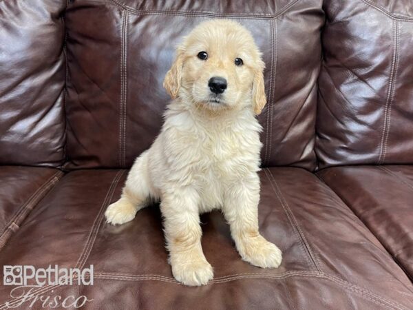 Golden Retriever-DOG-Male-Gold-27194-Petland Frisco & Mckinney, Texas
