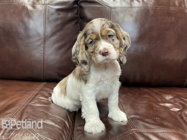 Cocker Spaniel-DOG-Male-CHOC MERLE-27195-Petland Frisco, Texas