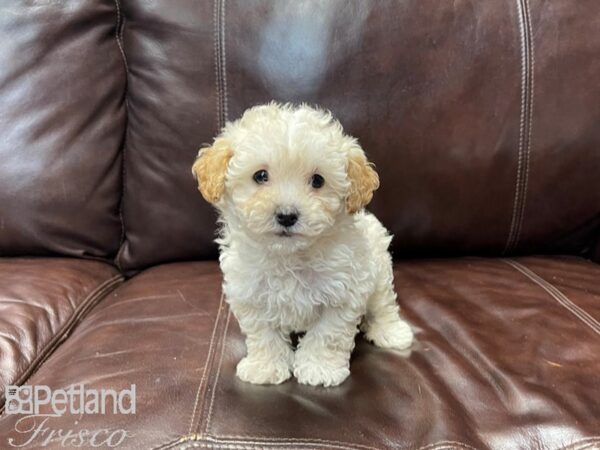 Miniature Poodle DOG Male LIGHT RED 27196 Petland Frisco, Texas