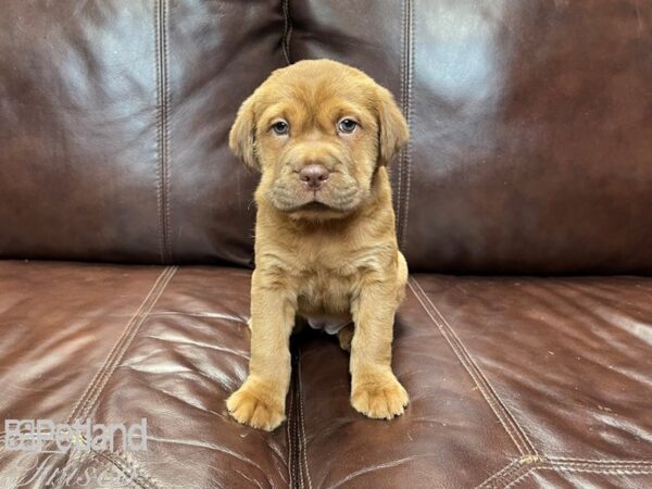 Mini Hippo DOG Female RED 27197 Petland Frisco, Texas