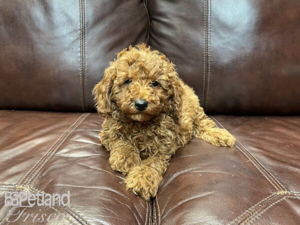 Miniature Poodle DOG Male DARK RED 27201 Petland Frisco, Texas