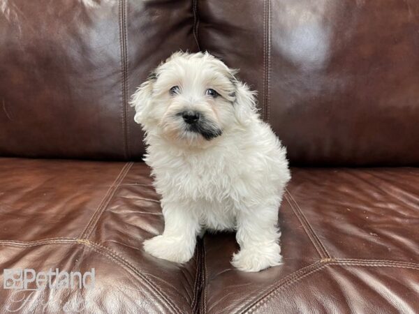 Havanese-DOG-Male-BROWN  WHITE-27202-Petland Frisco & Mckinney, Texas