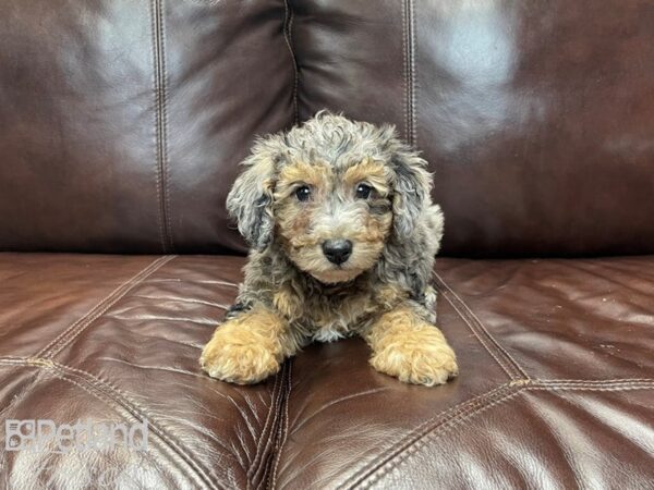 Poo Chon DOG Male BLUE MERLE TAN 27203 Petland Frisco, Texas