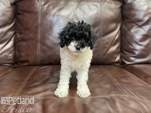 Cock A Poo DOG Female BLK WH 27204 Petland Frisco, Texas