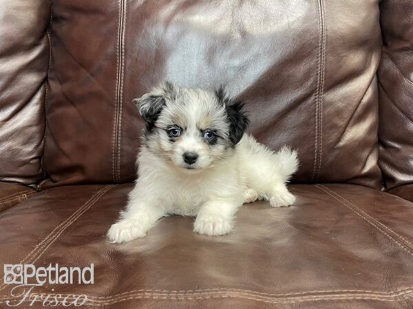 POM CHON DOG Female blue merle 27205 Petland Frisco, Texas