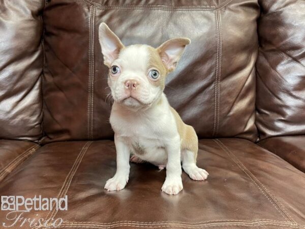 Boston Terrier DOG Male Champagne and White 27146 Petland Frisco, Texas