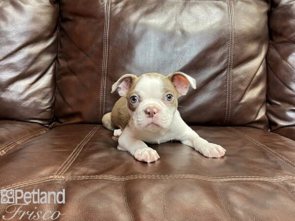 Boston Terrier DOG Male Champagne and White 27147 Petland Frisco, Texas