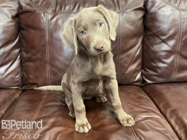 Labrador Retriever-DOG-Female-Silver-27209-Petland Frisco & Mckinney, Texas