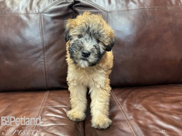 Soft Coated Wheaten Terrier DOG Male Wheaten 27210 Petland Frisco, Texas