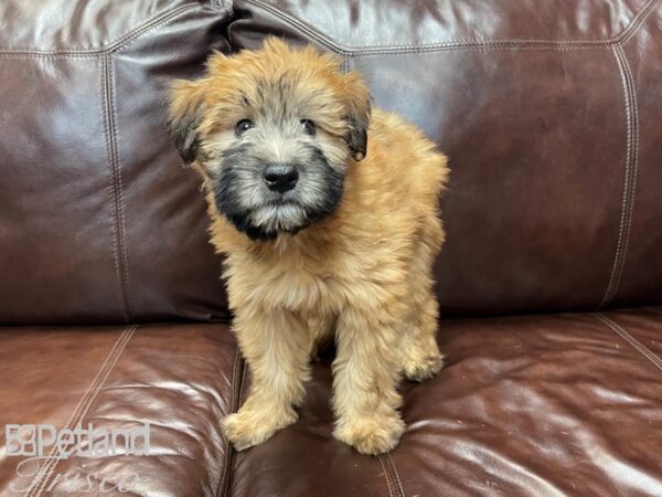 Soft Coated Wheaten Terrier DOG Male Wheaten 27211 Petland Frisco, Texas