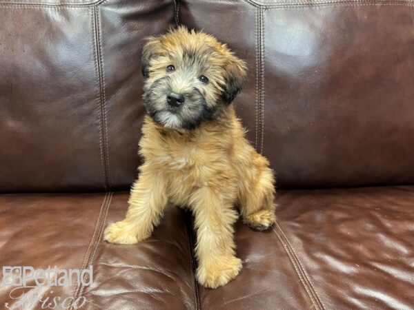 Soft Coated Wheaten Terrier DOG Male Wheaten 27212 Petland Frisco, Texas