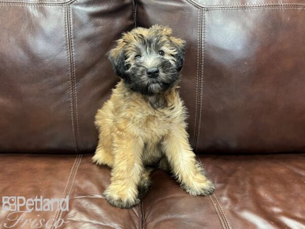 Soft Coated Wheaten Terrier DOG Female Wheaten 27213 Petland Frisco, Texas