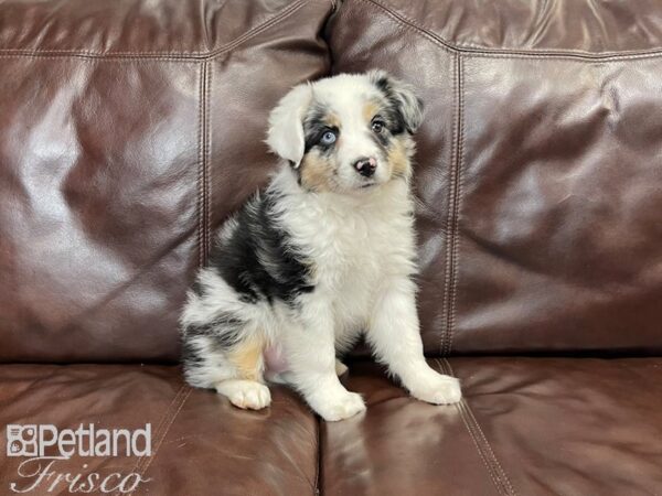 Miniature Australian Shepherd-DOG-Male-Blue Merle-27217-Petland Frisco & Mckinney, Texas