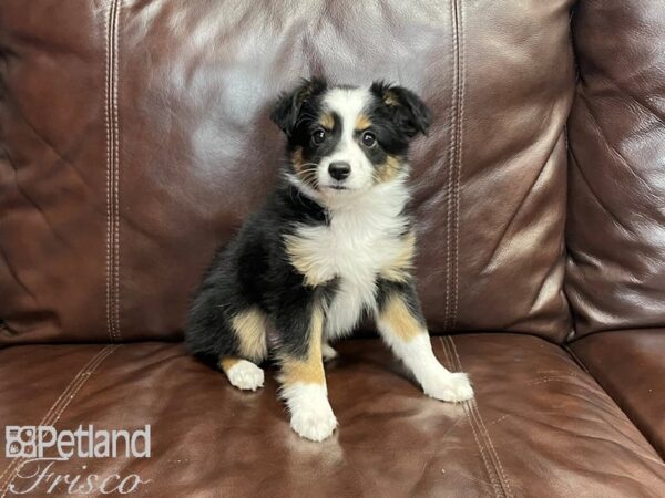 Miniature Australian Shepherd-DOG-Female-Blk Tri-27220-Petland Frisco & Mckinney, Texas