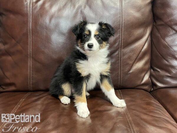 Miniature Australian Shepherd-DOG-Female-Blk Tri-27220-Petland Frisco, Texas