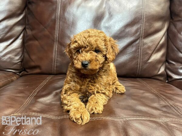 Miniature Goldendoodle DOG Female Golden 27222 Petland Frisco, Texas