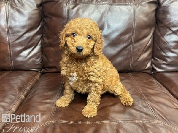 Miniature Goldendoodle DOG Male Golden 27223 Petland Frisco, Texas