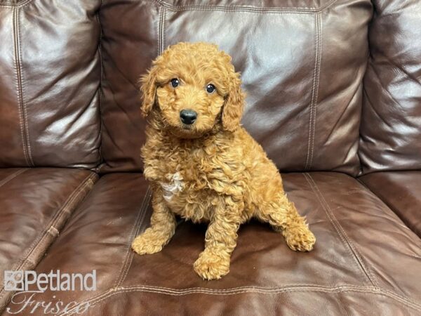 Miniature Goldendoodle DOG Male Golden 27223 Petland Frisco, Texas