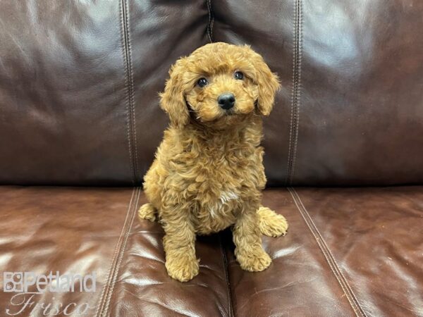 Miniature Goldendoodle DOG Female Golden 27224 Petland Frisco, Texas