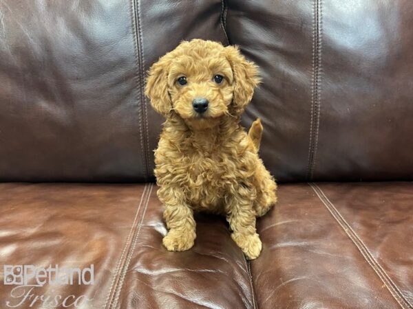 Miniature Goldendoodle-DOG-Female-Golden-27225-Petland Frisco & Mckinney, Texas