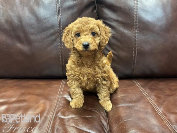 Miniature Goldendoodle DOG Female Golden 27225 Petland Frisco, Texas