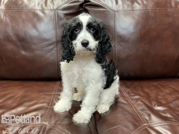 Cockapoo DOG Male Black & White 27226 Petland Frisco, Texas