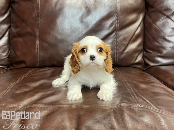 Cavalier King Charles Spaniel-DOG-Male-Blenheim-27227-Petland Frisco & Mckinney, Texas