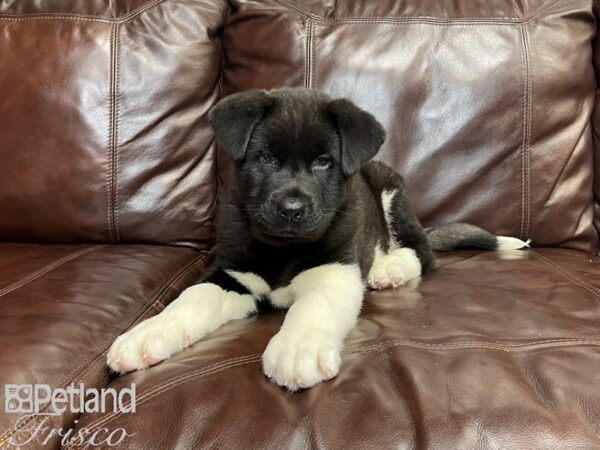 Akita DOG Male Black and White 27228 Petland Frisco, Texas