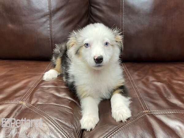Miniature Australian Shepherd-DOG-Male-Merle-27229-Petland Frisco & Mckinney, Texas
