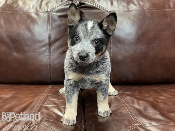 Australian Cattle Dog-DOG-Female-Blue Mottled-27230-Petland Frisco, Texas