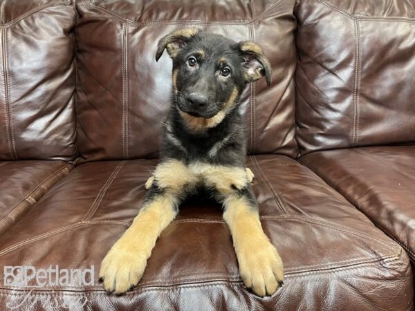 German Shepherd DOG Male Black and Tan 27231 Petland Frisco, Texas