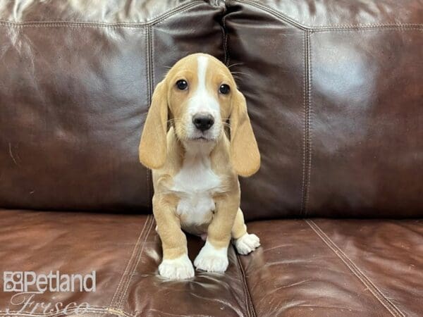 Beagle DOG Male Red and White 27232 Petland Frisco, Texas