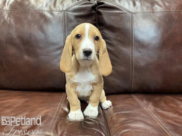 Beagle-DOG-Male-Red and White-27232-Petland Frisco & Mckinney, Texas