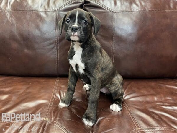 Boxer-DOG-Female-Brindle-27233-Petland Frisco, Texas